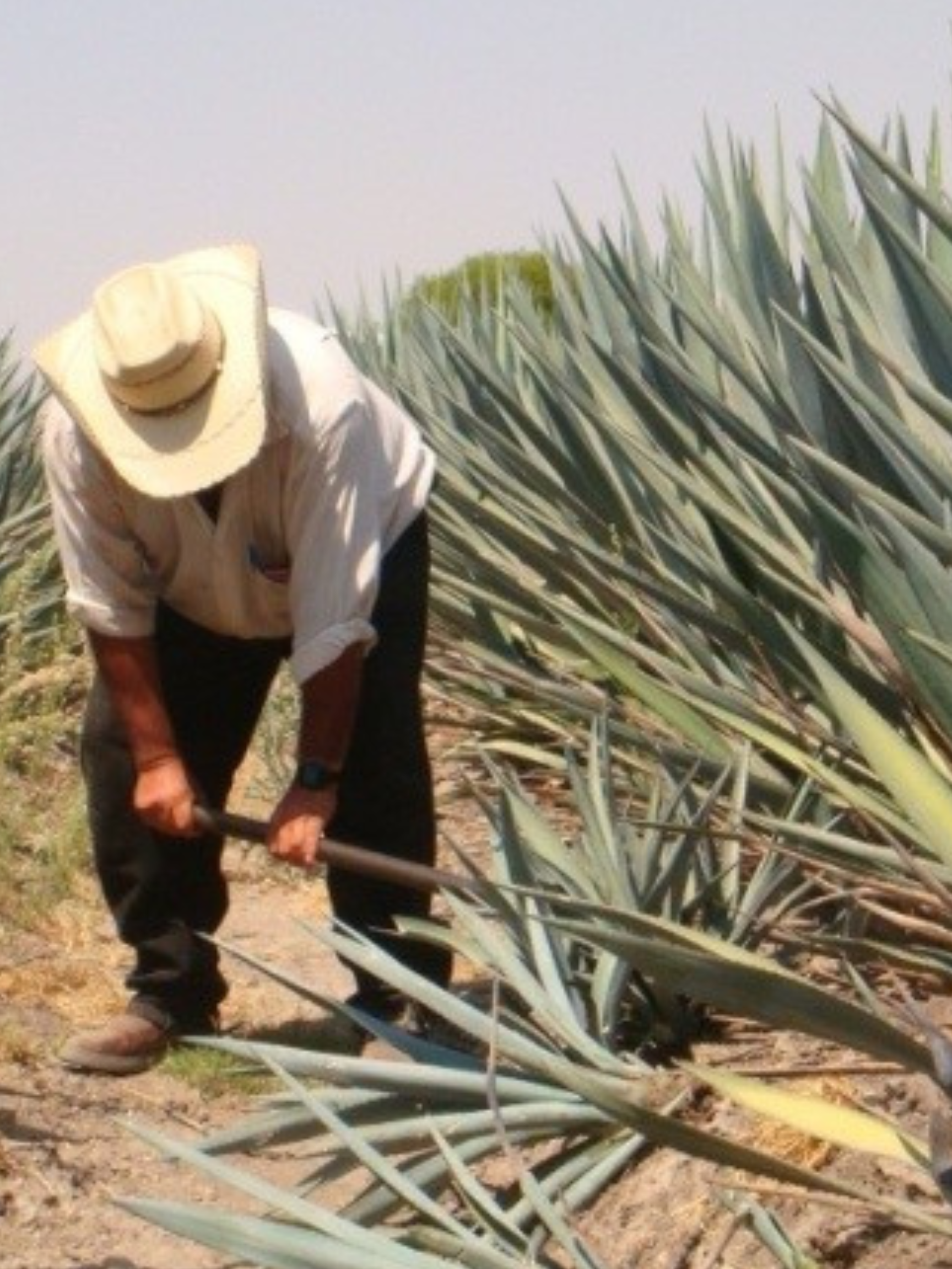 Arranque de hijuelos