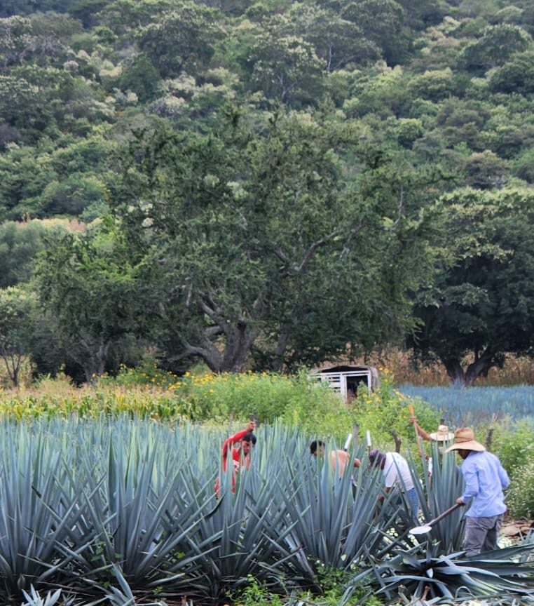 Limpieza cazanga, coa o azadón