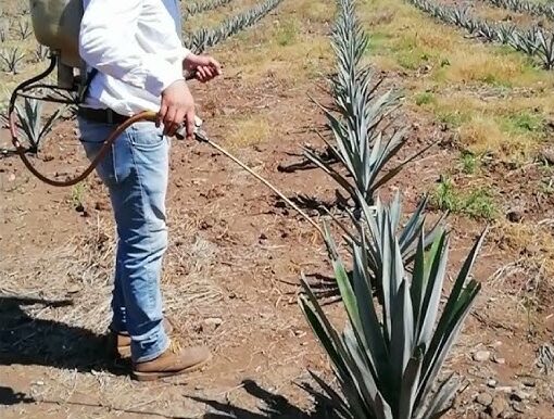 Fertilización manual